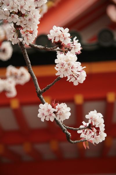 平安神宮と桜