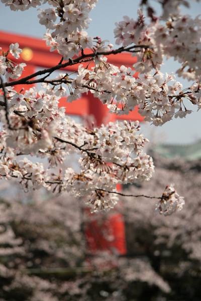 大鳥居と桜