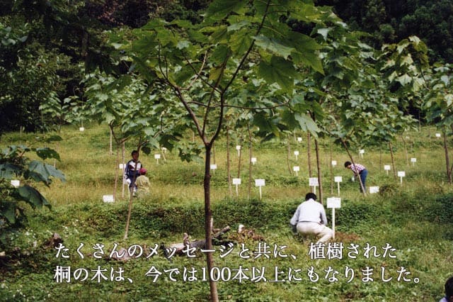 >たくさんのメッセージと共に、植樹された桐の木は、今では100本以上にもなりました。